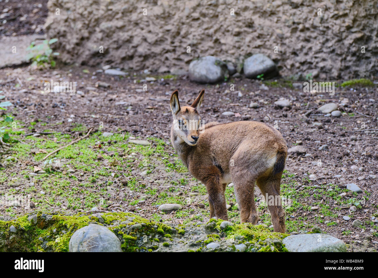 Close Up Of Baby Chamois On Land Stock Photo Alamy