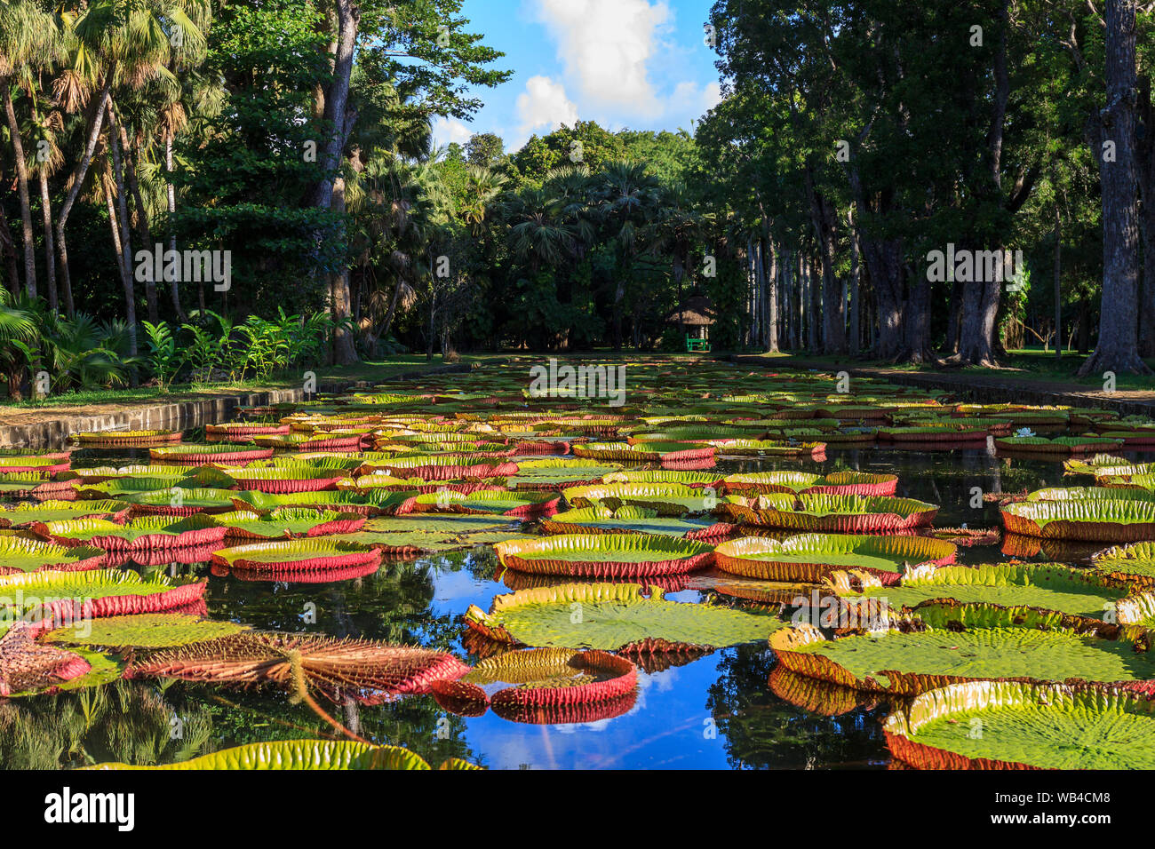 Victoria Amazonica lilies in Pamplemousses Boticanal Gardens, Mauritius Stock Photo