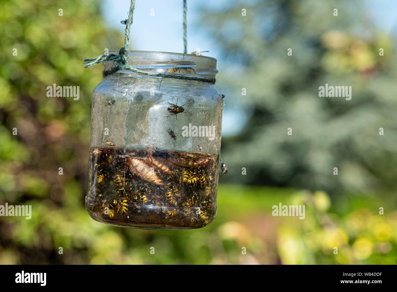 Late summer wasp trap hanging from a plum tree, UK. Stock Photo
