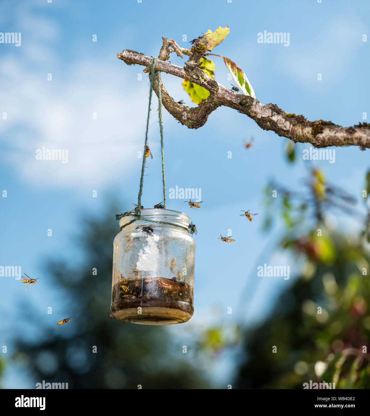 Late summer wasp trap hanging from a plum tree, UK. Stock Photo