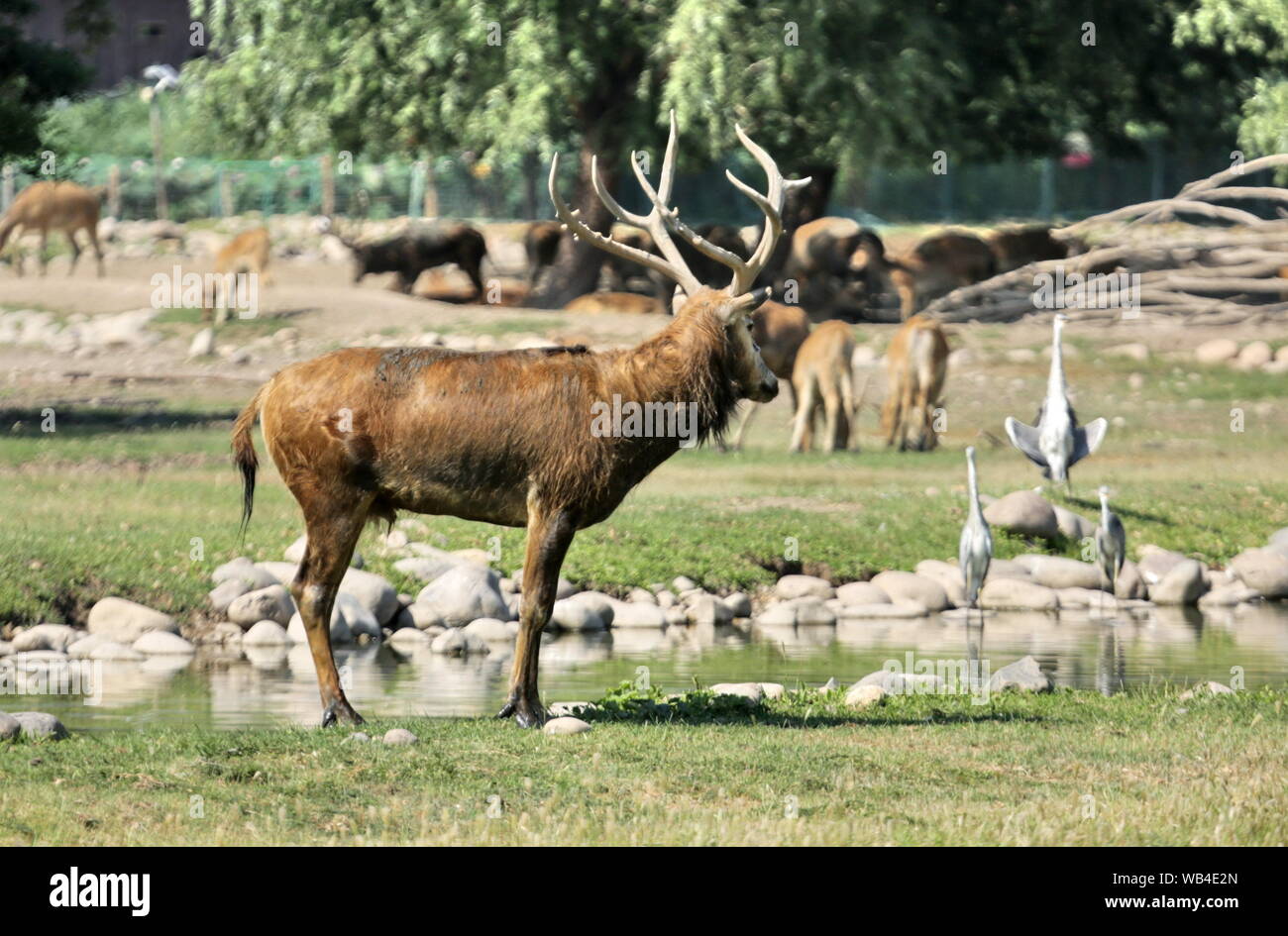 (190824) -- BEIJING, Aug. 24, 2019 (Xinhua) -- Photo taken on Aug. 24, 2019 shows the milu deer, also known as Pere David's deer, at the Nanhaizi country park in Beijing, capital of China. The government of Beijing's Daxing District said Saturday they will work with global partners to launch a new initiative on the research and protection of the rare deer species of milu.    Four Chinese government units and institutes, as well as the World Wide Fund for Nature (WWF) and Britain's Woburn Abbey, will join the 'Milu Conservation Union' launched Saturday, officials said. (Xinhua/Ni Yuanjin) Stock Photo