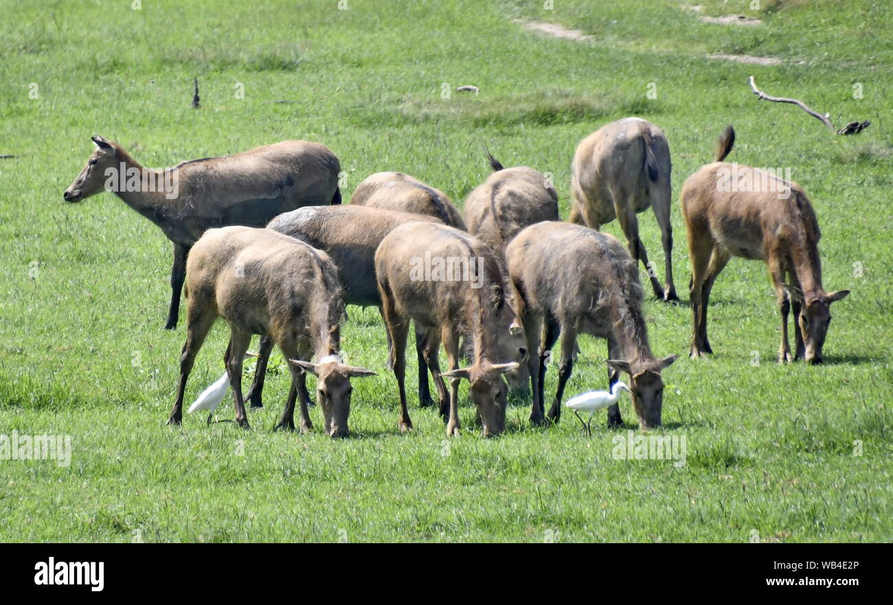 (190824) -- BEIJING, Aug. 24, 2019 (Xinhua) -- Photo taken on Aug. 24, 2019 shows the milu deer, also known as Pere David's deer, at the Nanhaizi country park in Beijing, capital of China. The government of Beijing's Daxing District said Saturday they will work with global partners to launch a new initiative on the research and protection of the rare deer species of milu.    Four Chinese government units and institutes, as well as the World Wide Fund for Nature (WWF) and Britain's Woburn Abbey, will join the 'Milu Conservation Union' launched Saturday, officials said. (Xinhua/Li Xin) Stock Photo