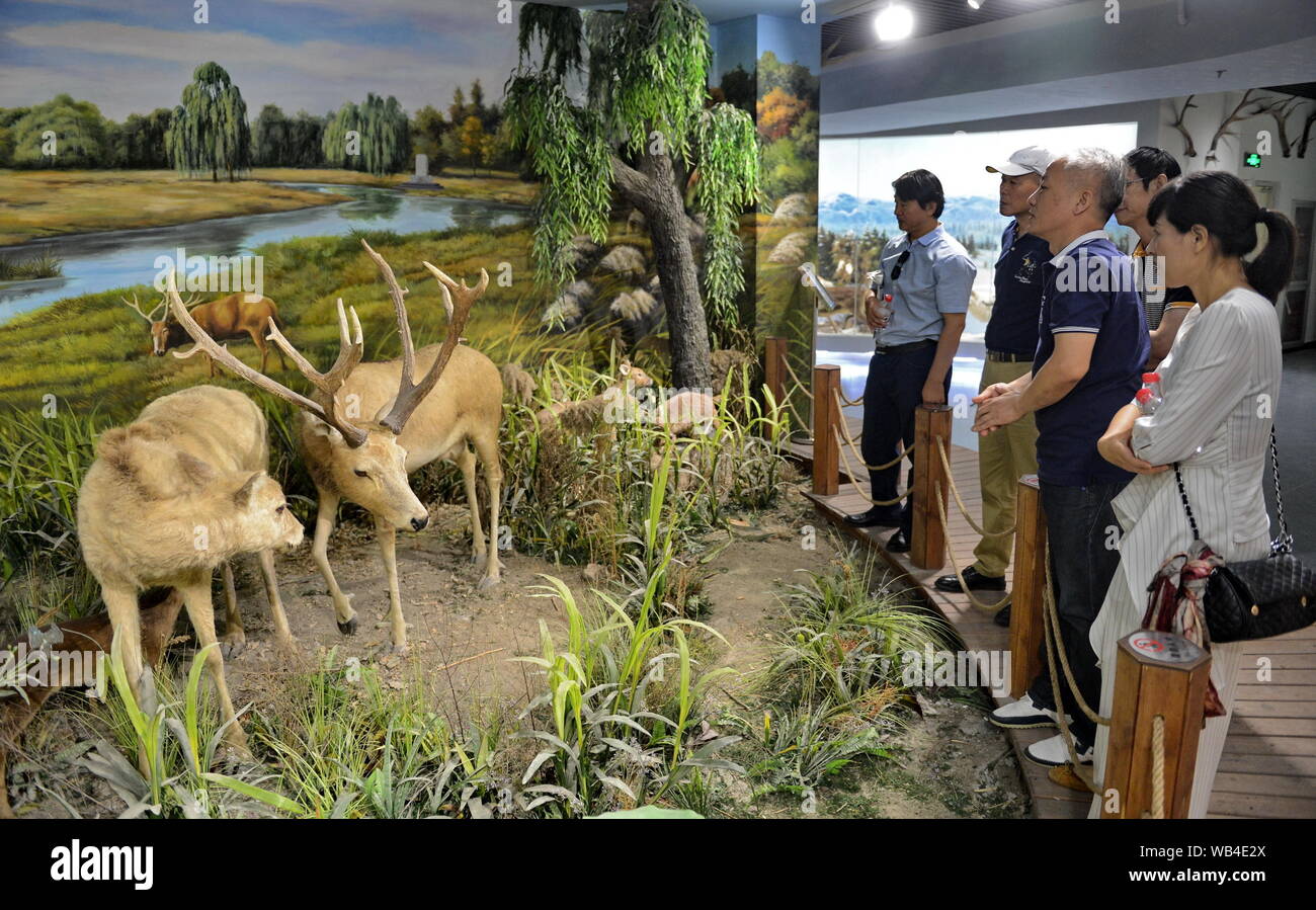 (190824) -- BEIJING, Aug. 24, 2019 (Xinhua) -- People visit a milu deer, also known as Pere David's deer, museum at the Nanhaizi country park in Beijing, capital of China, Aug. 24, 2019. The government of Beijing's Daxing District said Saturday they will work with global partners to launch a new initiative on the research and protection of the rare deer species of milu.    Four Chinese government units and institutes, as well as the World Wide Fund for Nature (WWF) and Britain's Woburn Abbey, will join the 'Milu Conservation Union' launched Saturday, officials said. (Xinhua/Ni Yuanjin) Stock Photo