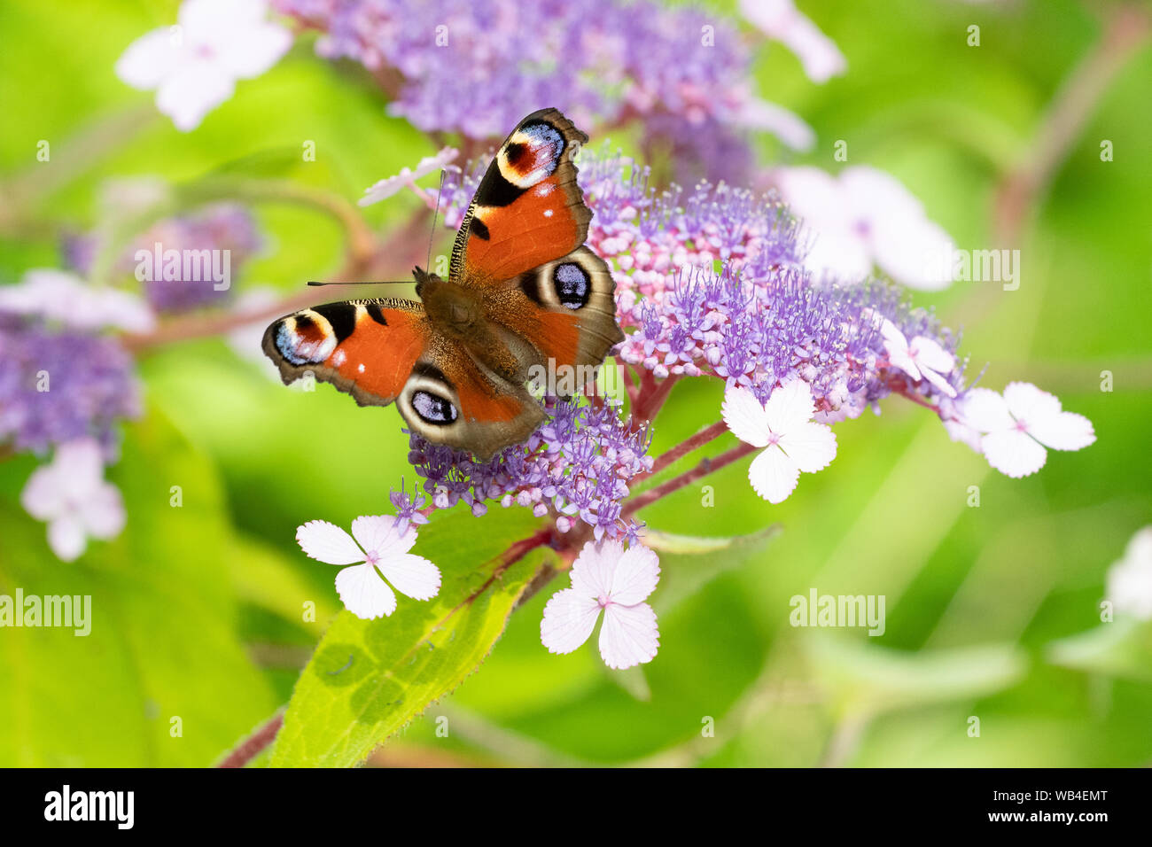 Peacock butterfly on Hydrangea aspera 'Villosa Group' Stock Photo