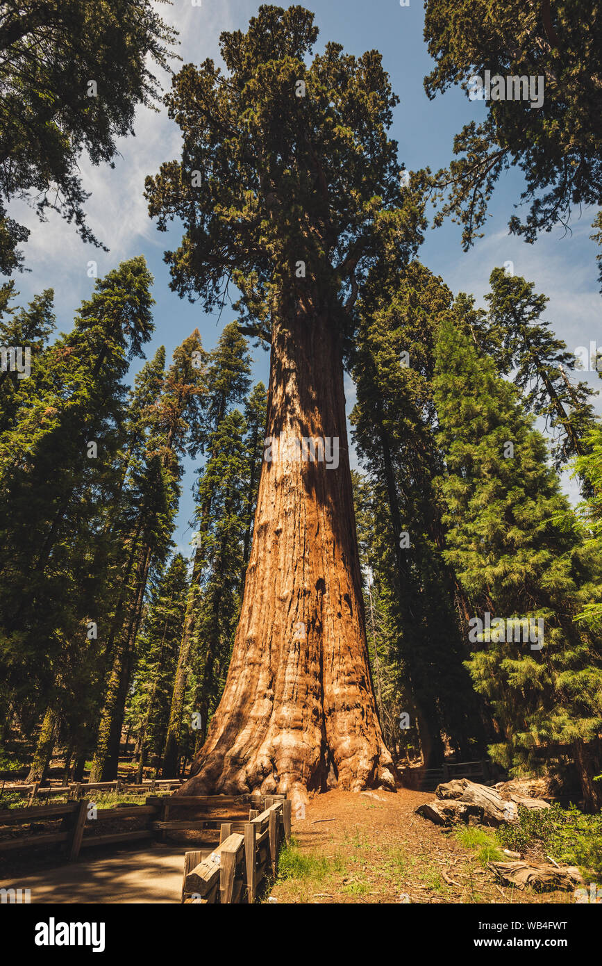 General Sherman tree in Sequoia Park California USA Stock Photo
