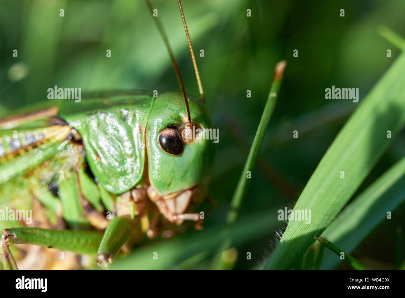 Green Grasshopper Sitting on Grass ( Acridomorpha ) Stock Photo