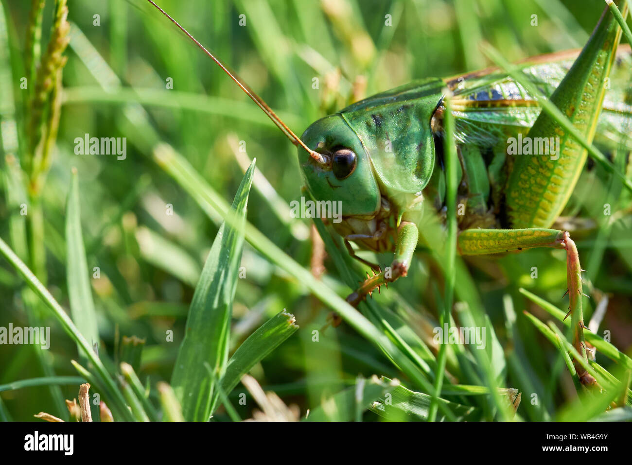 Green Grasshopper Sitting on Grass ( Acridomorpha ) Stock Photo