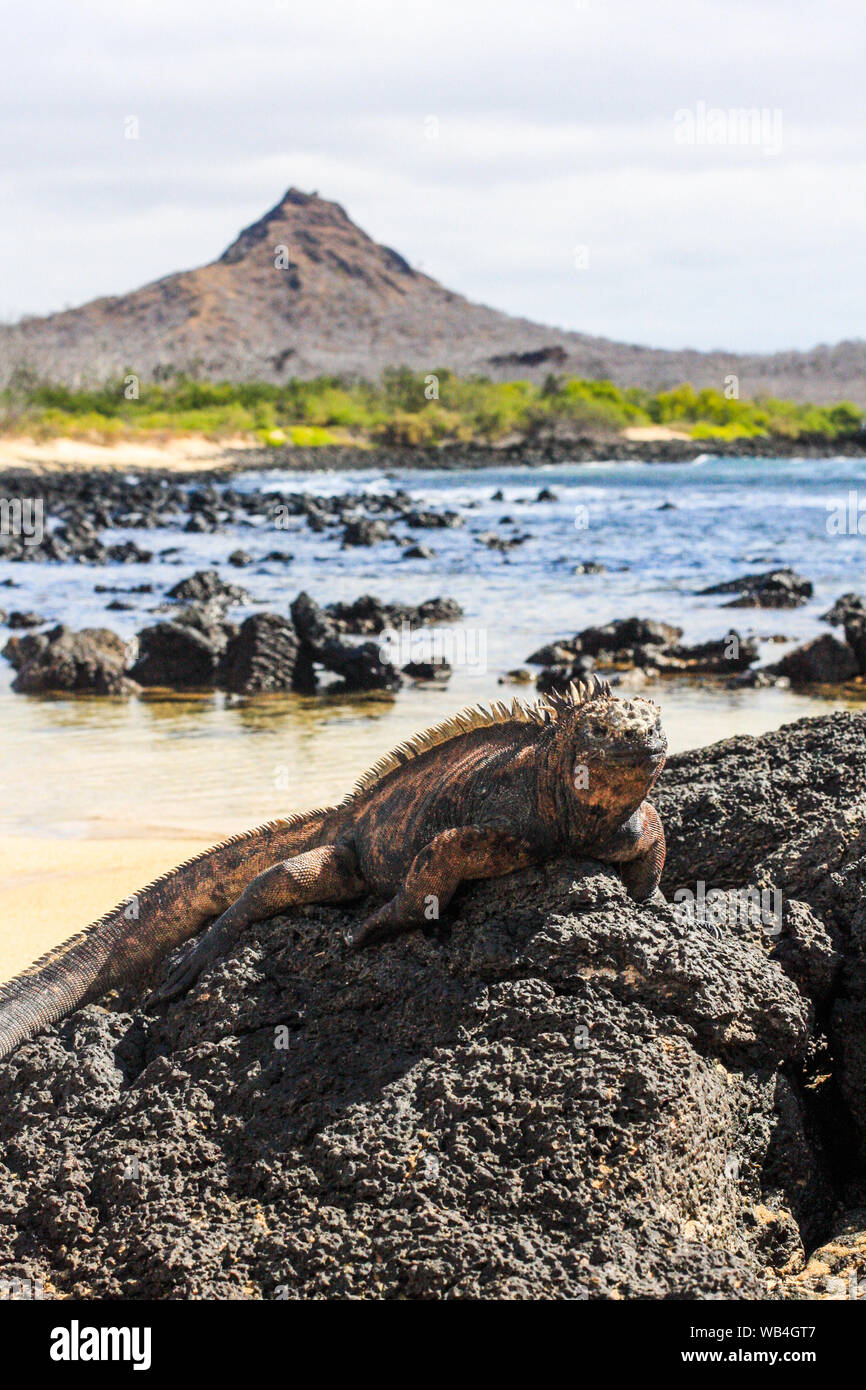 Galapagos islands and its wildlife and nature, in Ecuador Stock Photo -  Alamy