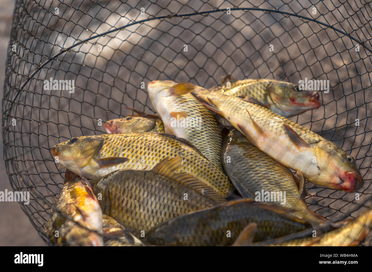 Fishing tank for preserving fish caught Stock Photo Alamy