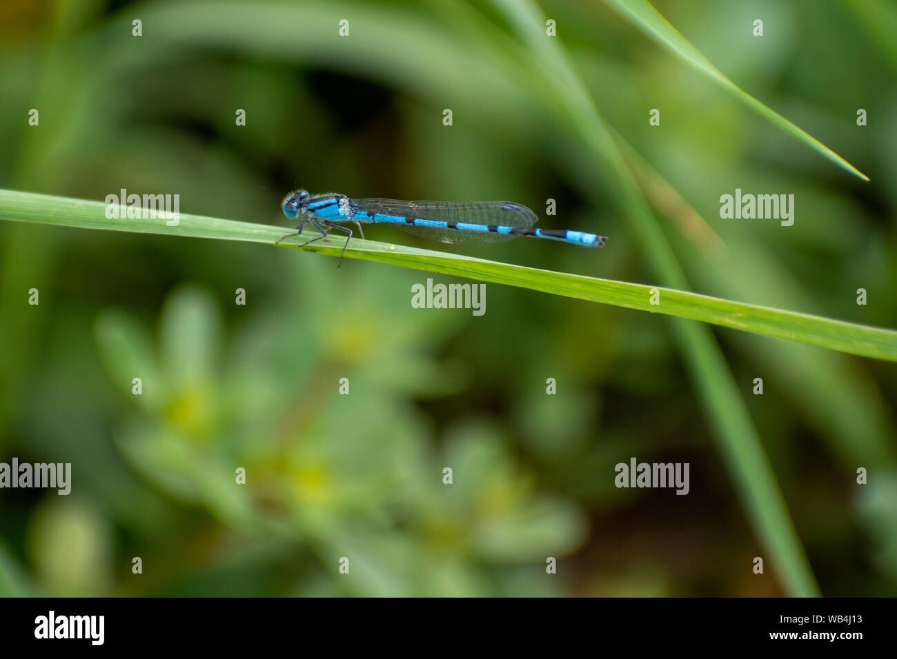 Blue Damselfly on a blade of grass Stock Photo - Alamy