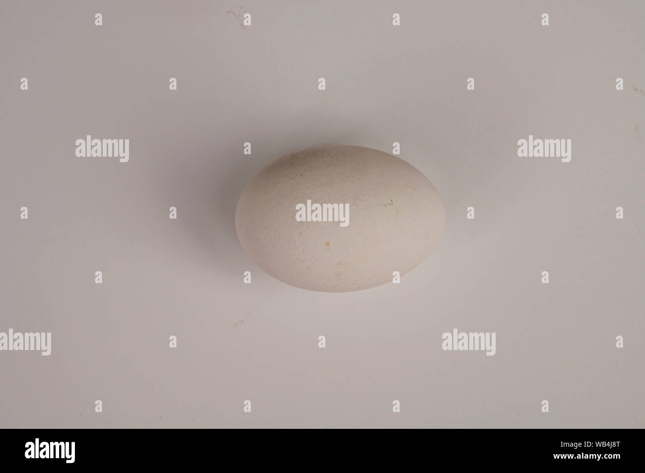 eggs closeup on white background with shadows concept photo. Stock Photo