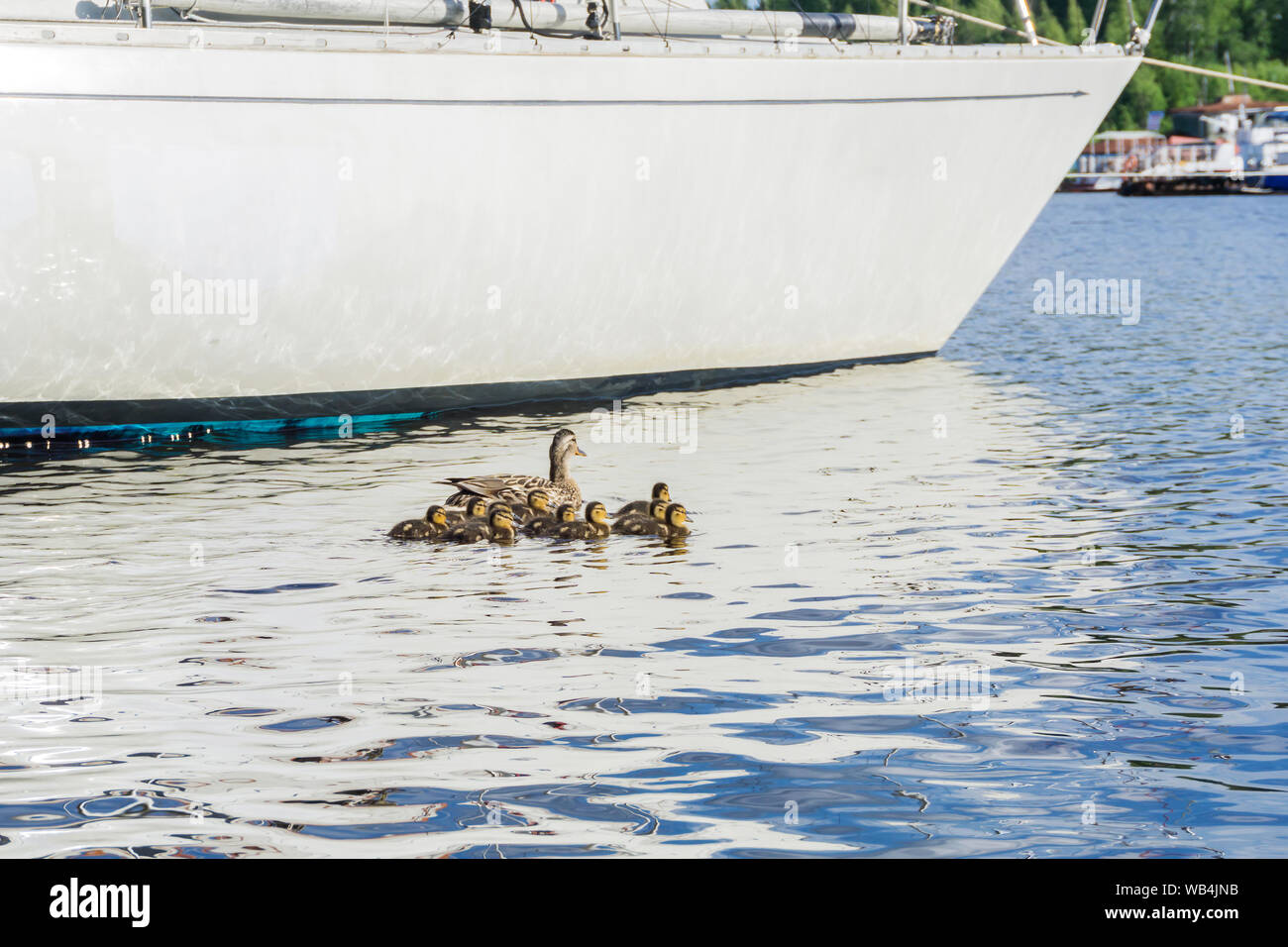 duck with a brood ducklings swim among moored ships in the marina Stock Photo
