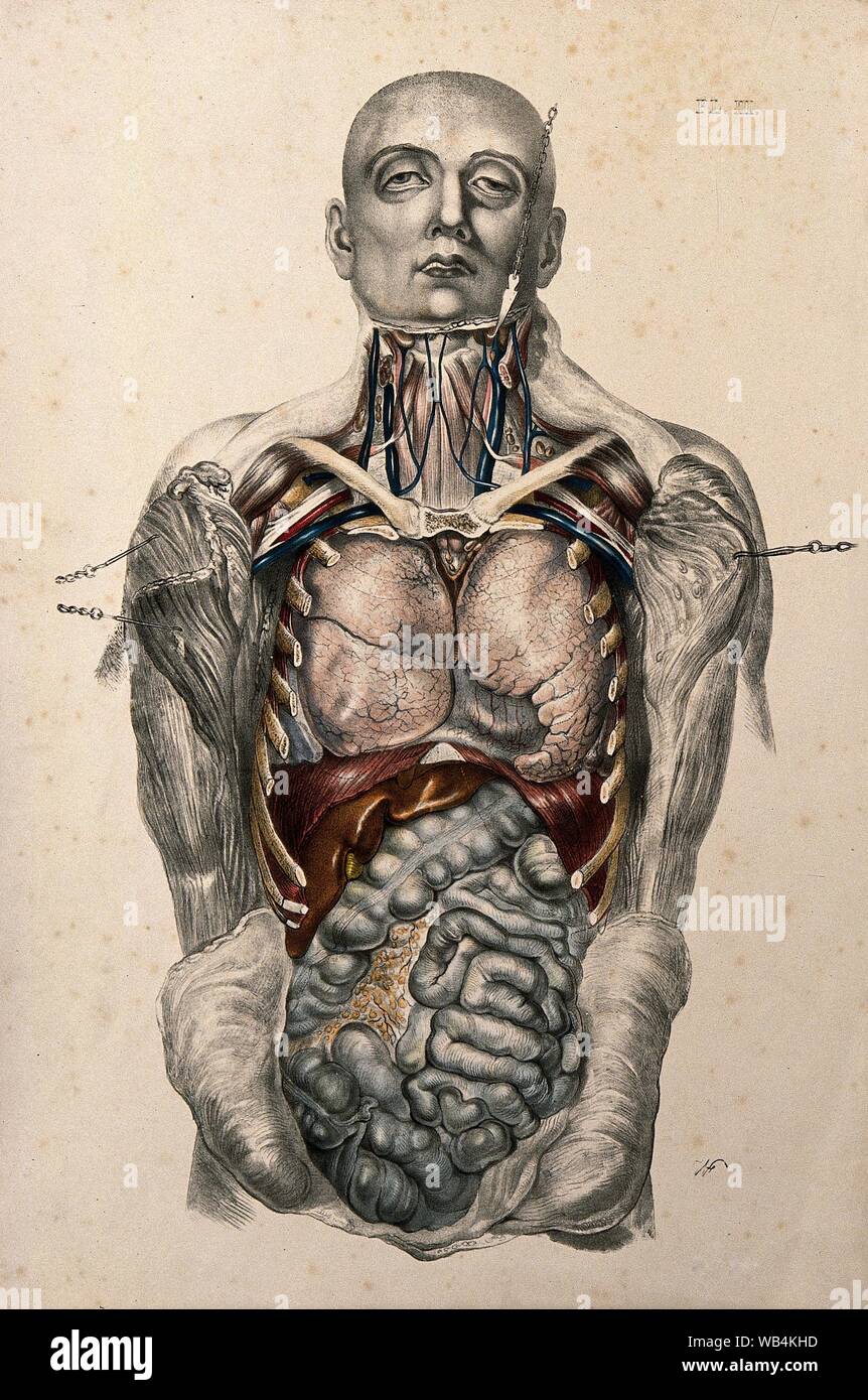 Human heart dissected hi-res stock photography and images - Alamy