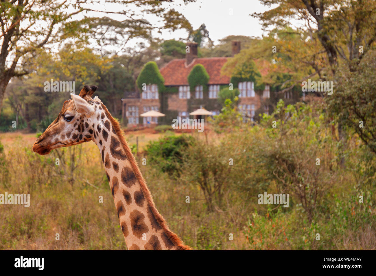 The Giraffe Centre located near Nairobi, Kenya Stock Photo