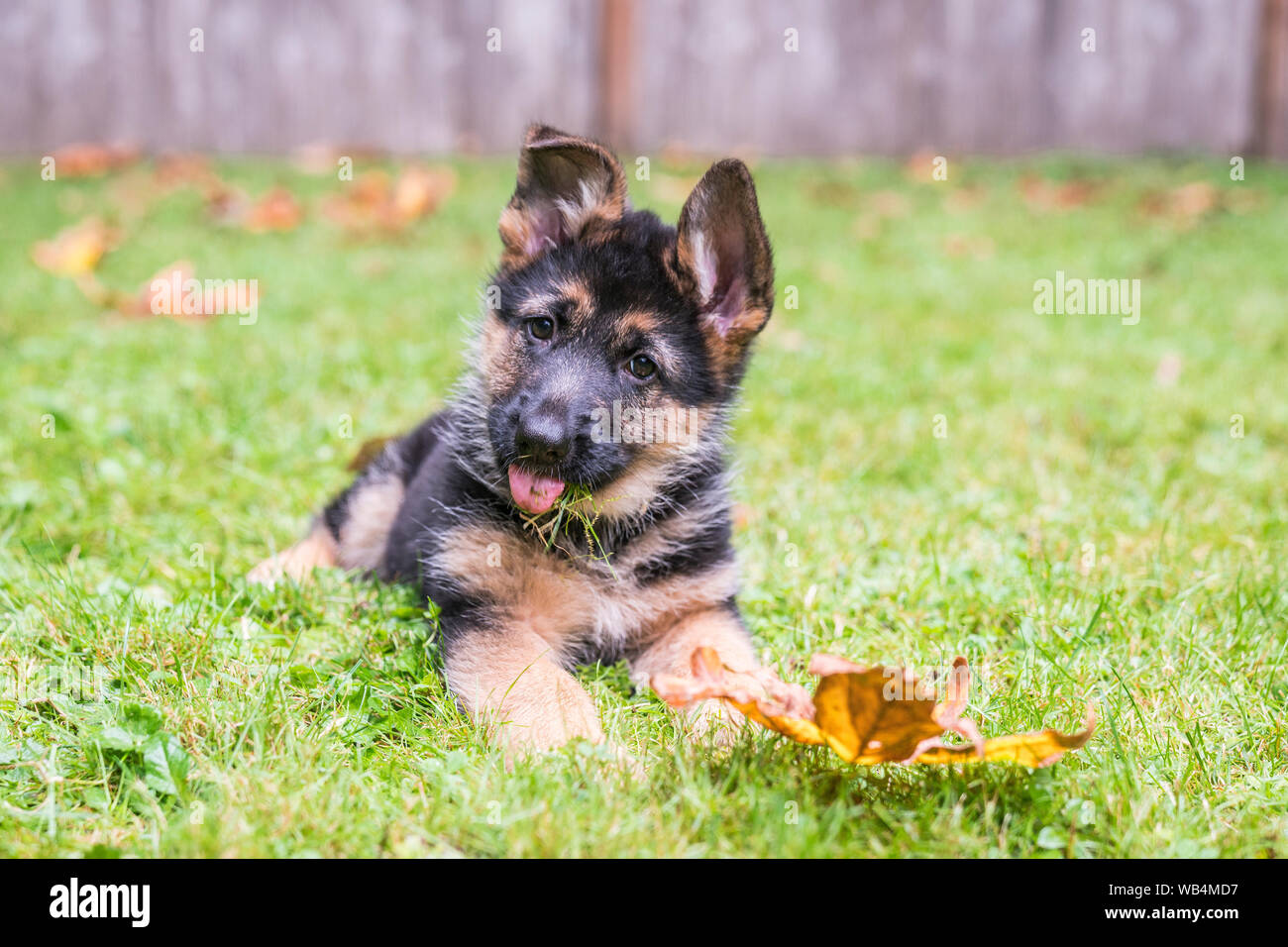 German Shepherd puppy sticking her tongue out, sitting in yard. Stock Photo
