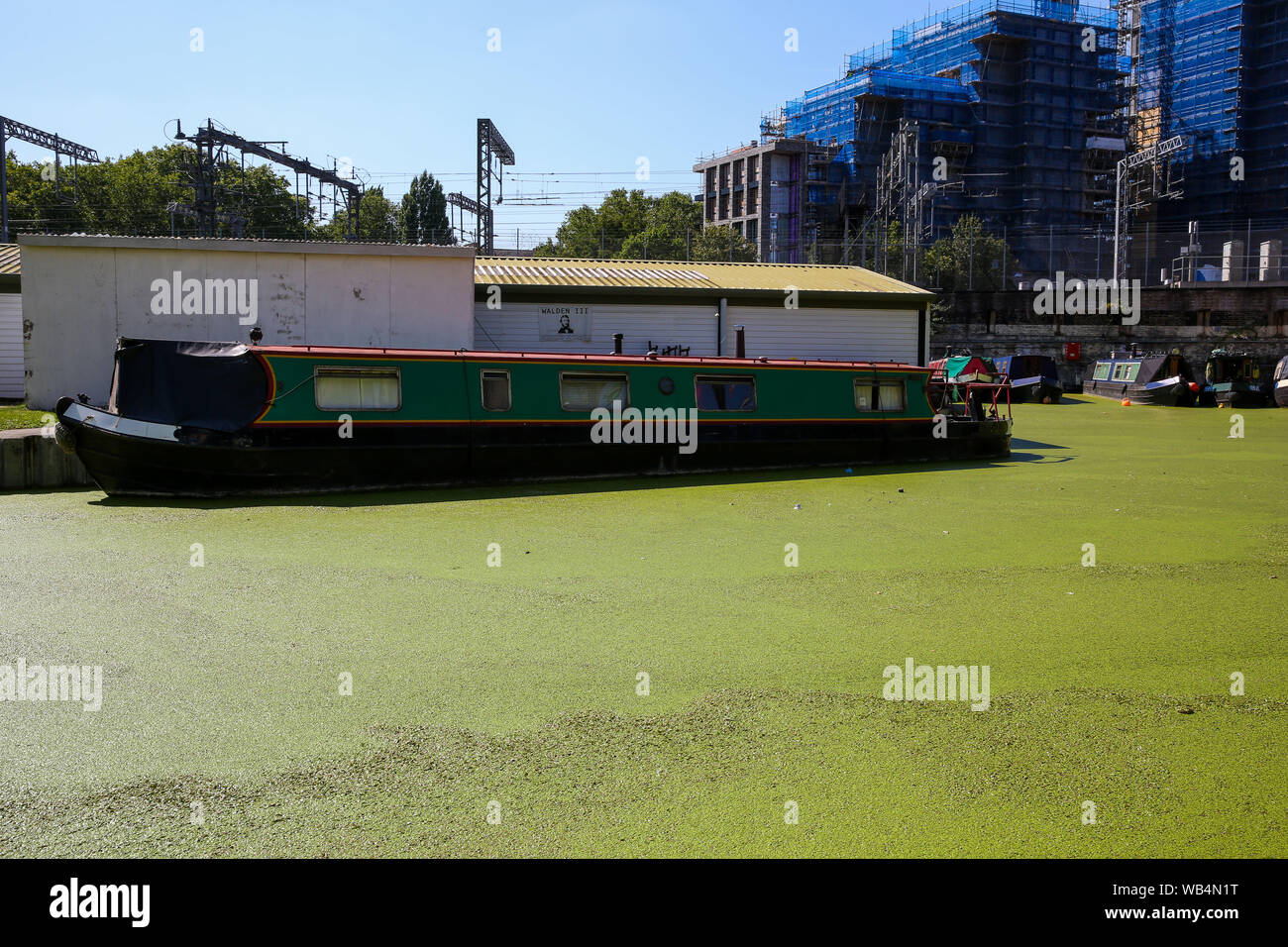 London, UK. 23rd Aug, 2019. Regents Canal covered in green Algae.Algae occurs in rivers, streams and lakes during long periods of warm weather it can multiply and form blooms, as seen in Regents Canal. Algae can produce toxins which are harmful to both humans and animals. Credit: Dinendra Haria/SOPA Images/ZUMA Wire/Alamy Live News Stock Photo