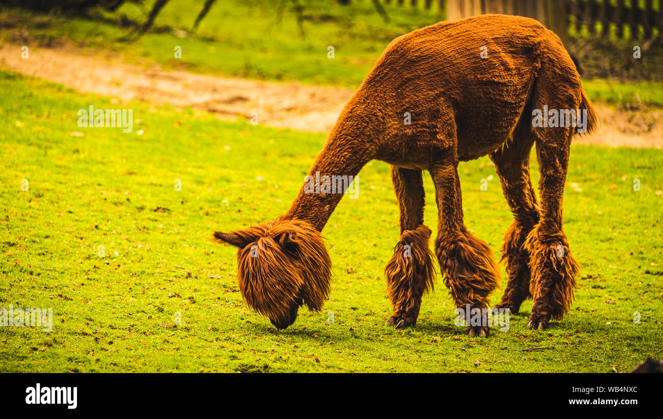 Posing Lama High Resolution Stock Photography And Images Alamy Posing Lama High Resolution Stock Photography And Images Alamy