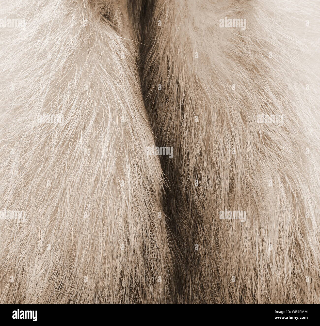 Animals with cream fur hi-res stock photography and images - Alamy
