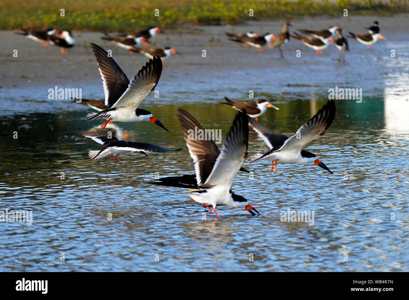Birds beaks and feeding. Flock of fishing birds over the calm waters of the lagoon. Stock Photo