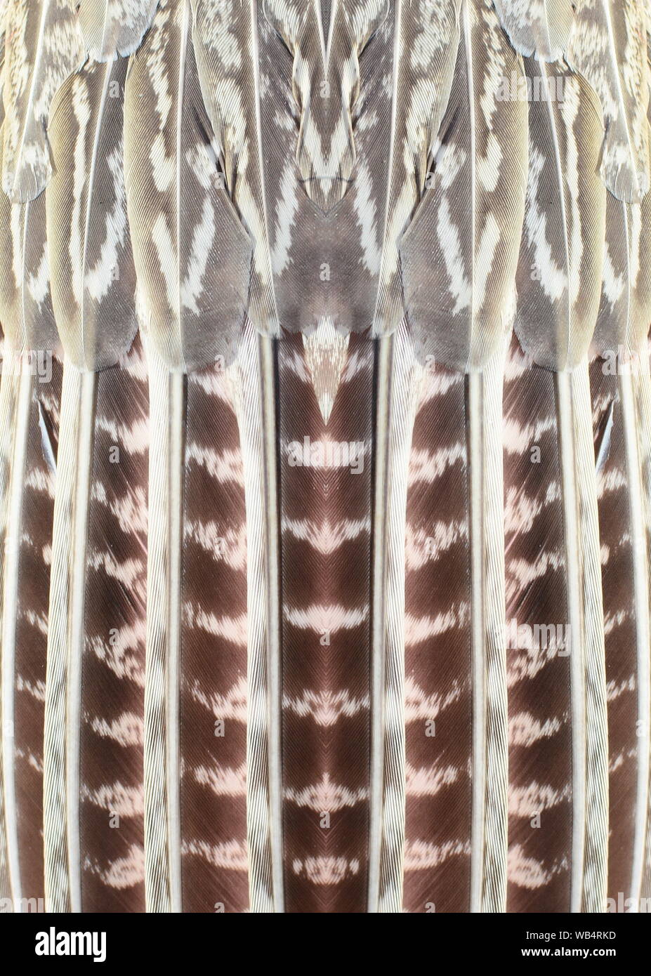 Pheasant Wing Pattern Texture pheasant feather. Pheasant wing Stock Photo - Alamy