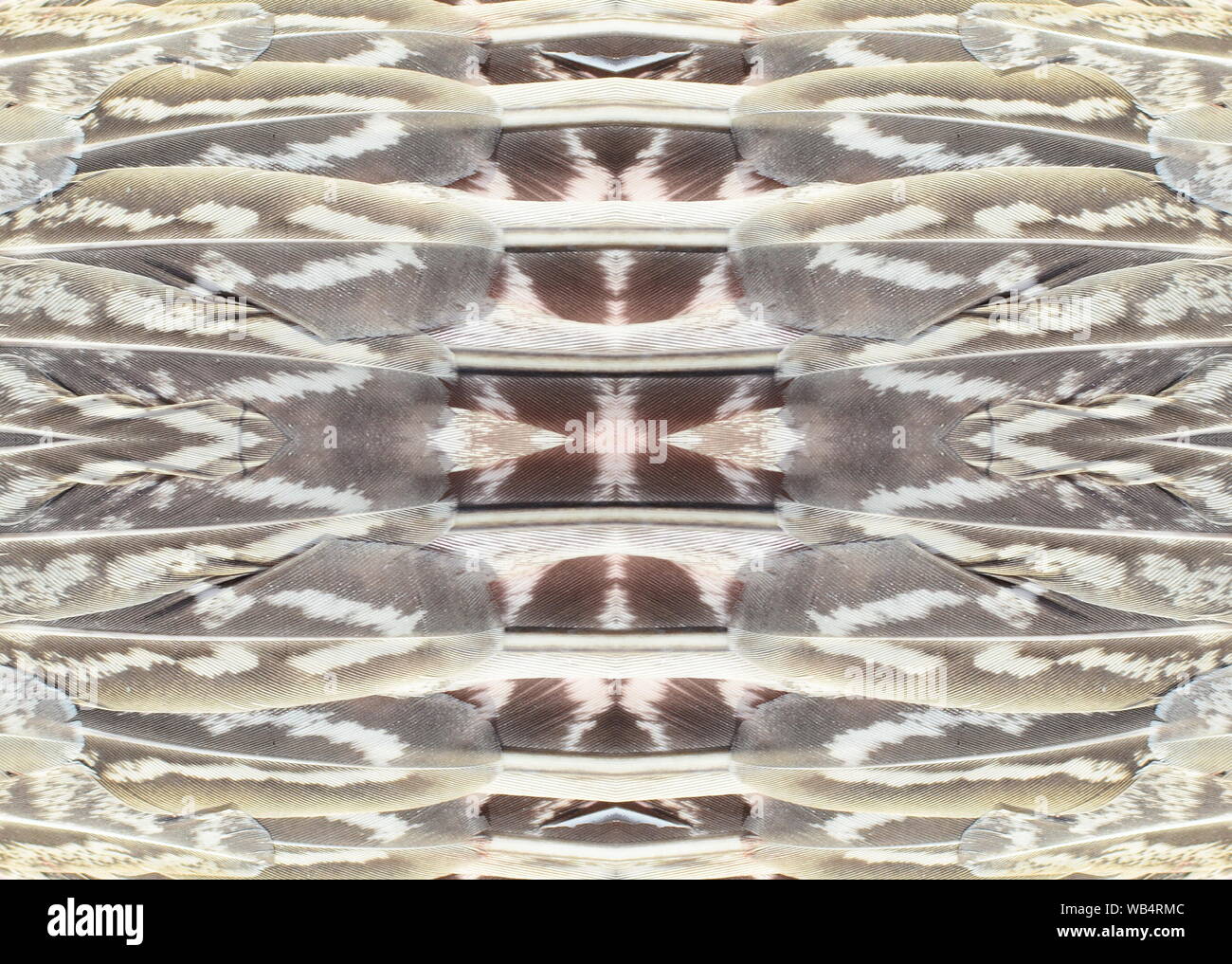 Pheasant Wing Pattern Texture pheasant feather. Pheasant wing Stock Photo - Alamy