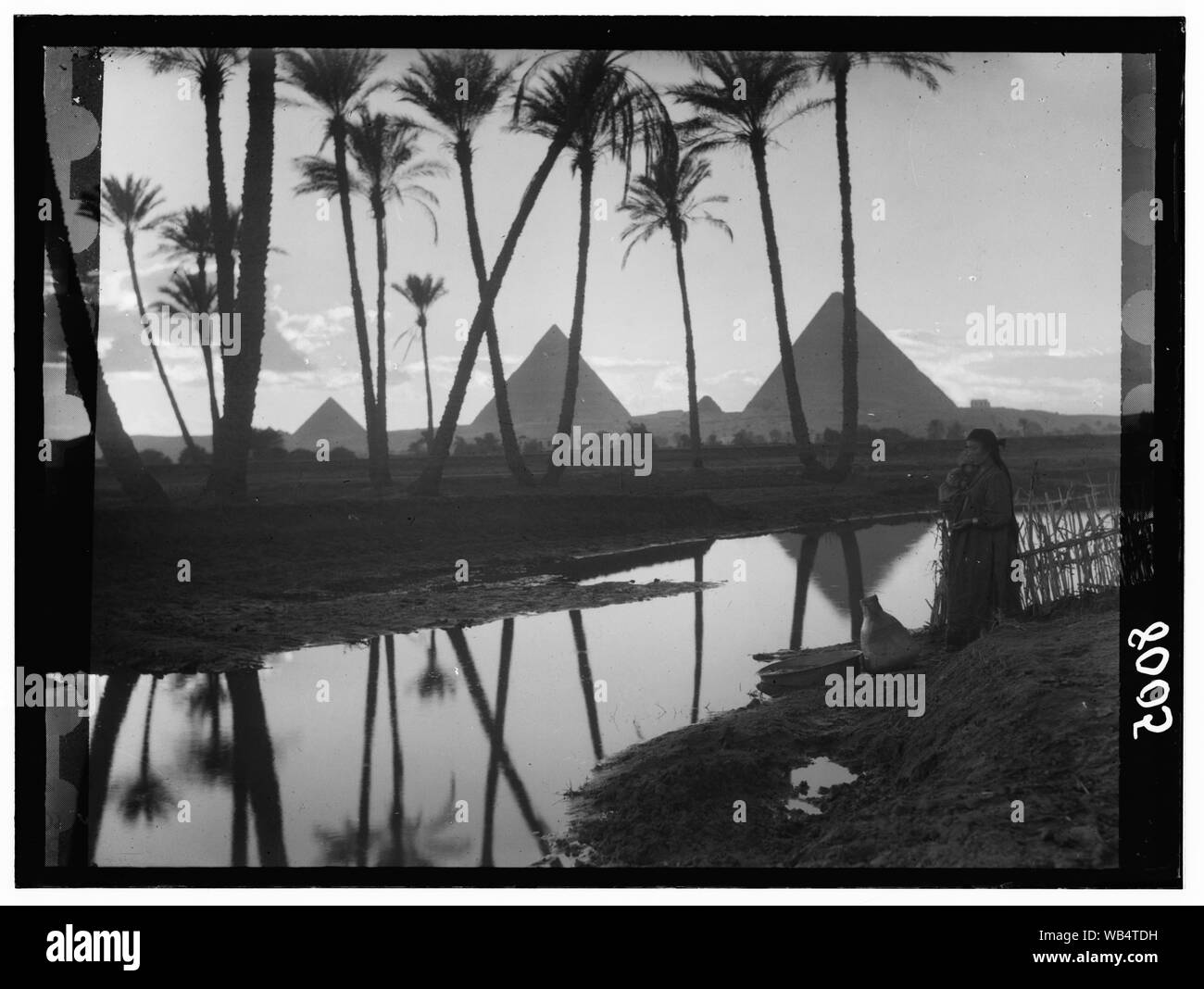 Egypt. Cairo. The three pyramids seen through palm grove Abstract/medium: G. Eric and Edith Matson Photograph Collection Stock Photo