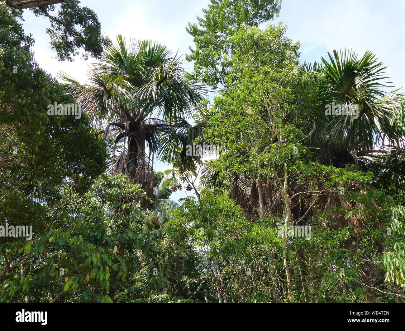 Tree canopy deep in the Amazon rainforest Stock Photo Alamy