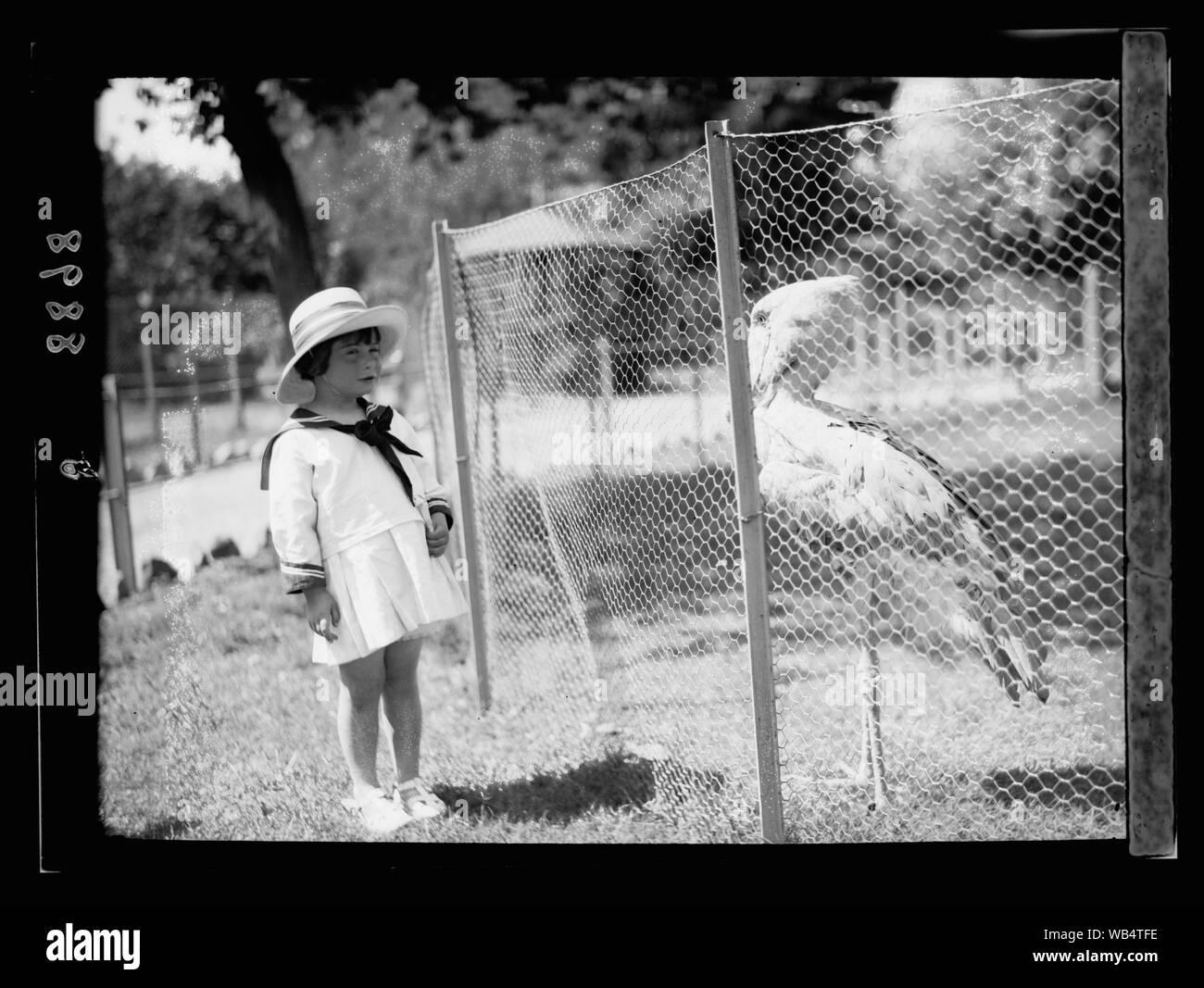 Egypt. Cairo. Zoological Gardens. Pelican & Pamela Cross Abstract/medium: G. Eric and Edith Matson Photograph Collection Stock Photo