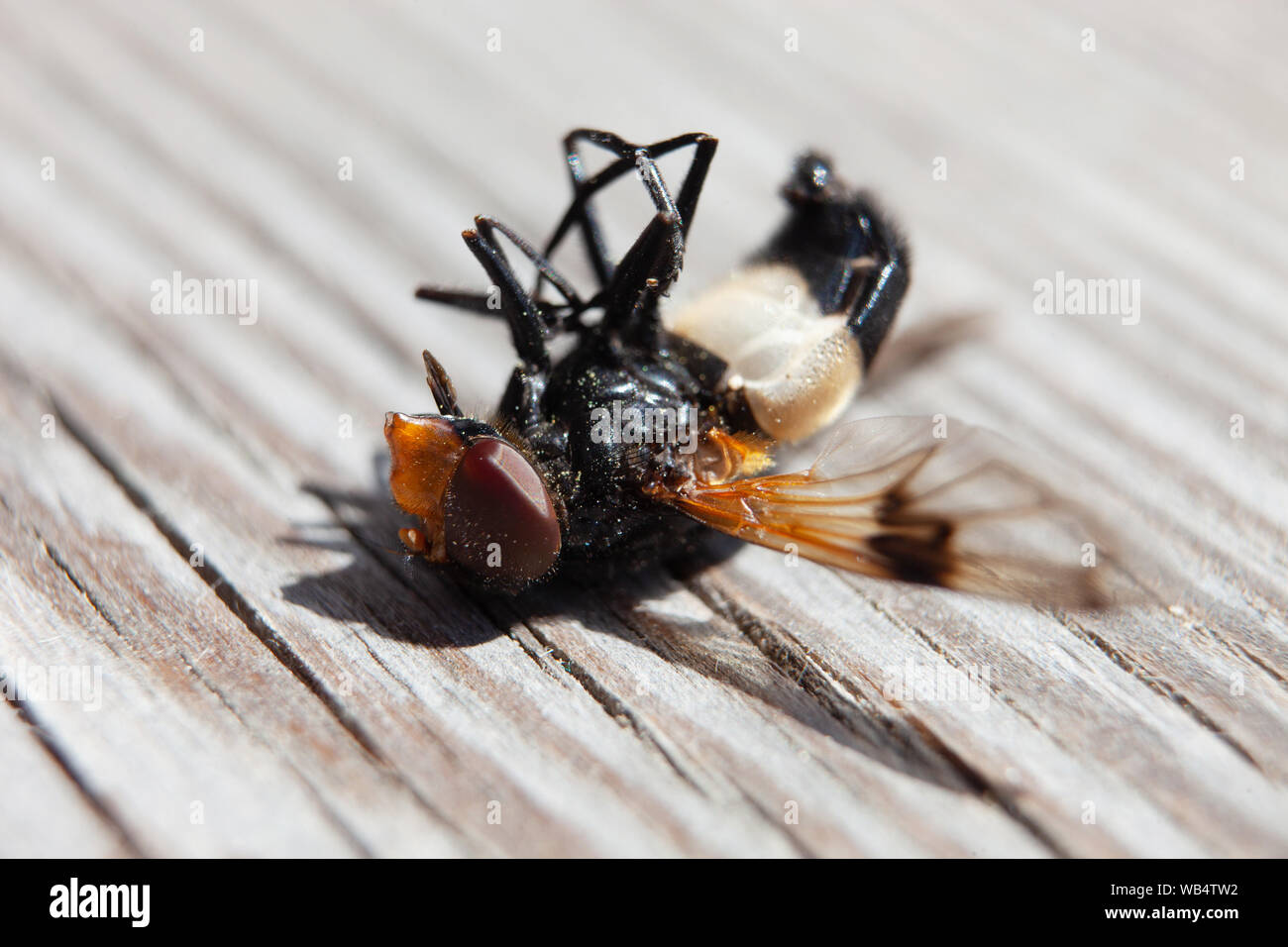 Dead fly on a wooden table. death, end of life concept. Stock Photo
