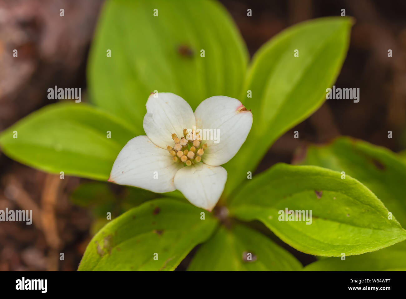 Bunchberry flower bloom in midsummer at Banff National Park, Alberta, Canada Stock Photo Alamy
