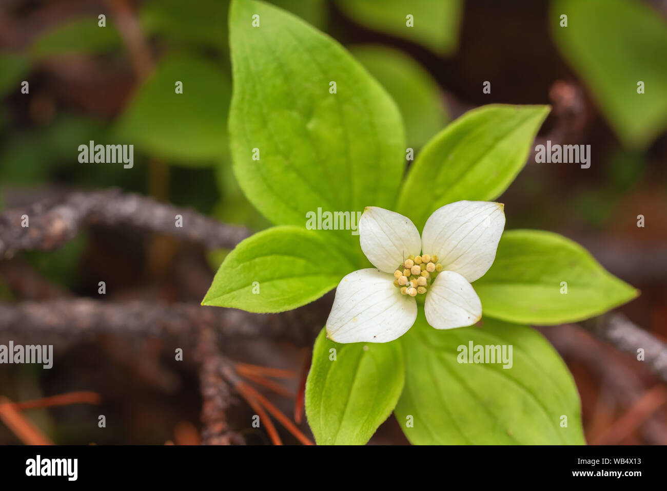 Bunchberry flower bloom in midsummer at Banff National Park, Alberta, Canada Stock Photo