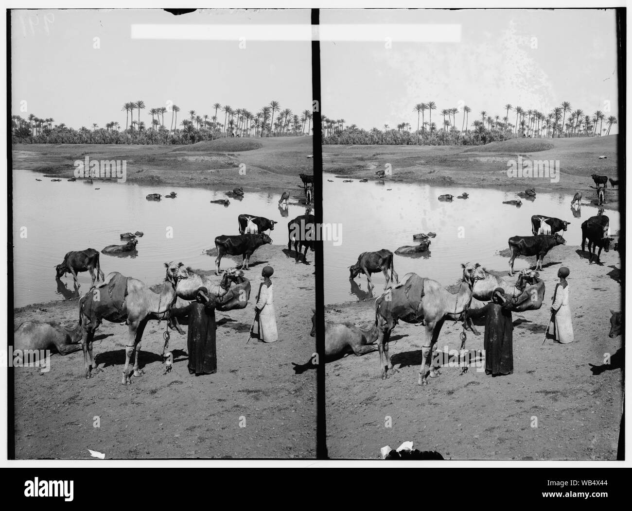 Egyptian characters, etc. Cattle at a watering place, Memphis Abstract/medium: G. Eric and Edith Matson Photograph Collection Stock Photo