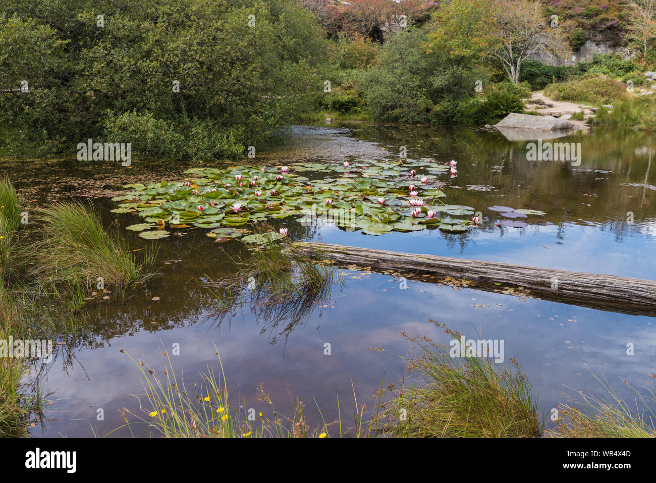 Grass pond water lillies grass pond hires stock photography and images