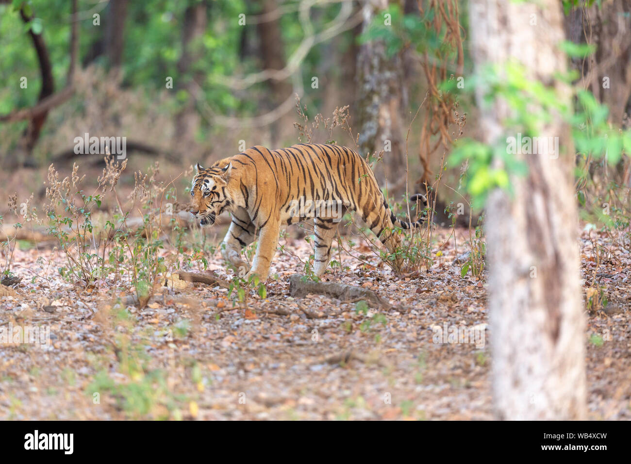 Wild Royal Bengal Tiger or Panthera Tigris Tigris roaming in Kanha Tiger Reserve Madhya Pradesh India Stock Photo