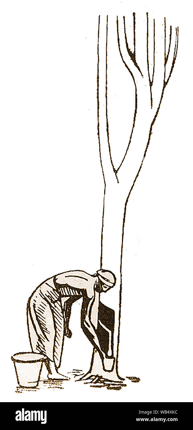 1930s - A simple sketch of a native tapping a rubber tree for latex Stock Photo