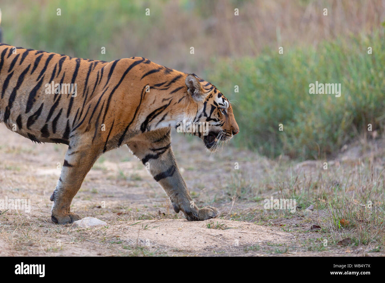 Wild Royal Bengal Tiger or Panthera Tigris Tigris roaming in Kanha Tiger Reserve Madhya Pradesh India Stock Photo
