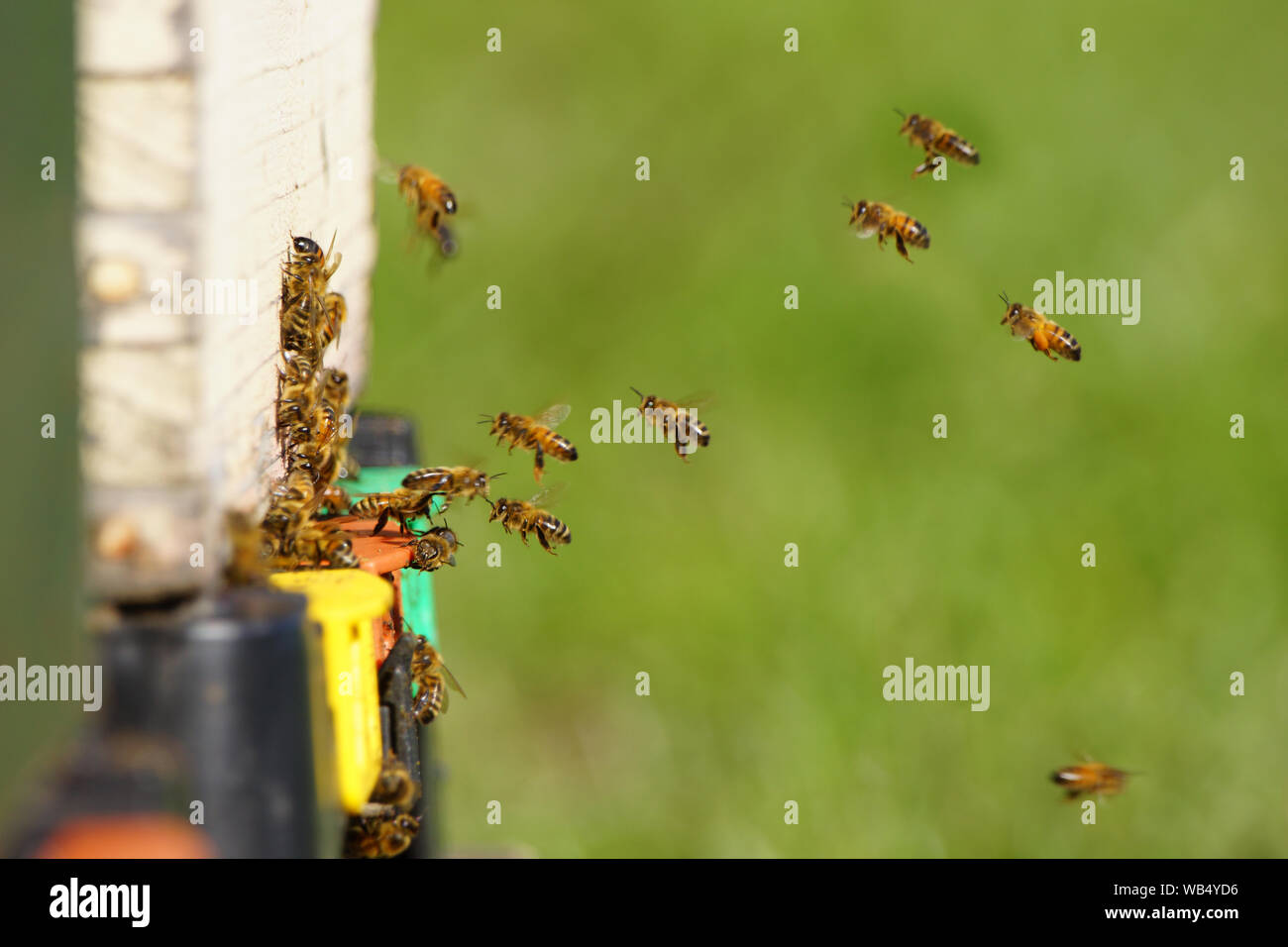 Hive bees hanging on hi-res stock photography and images - Alamy