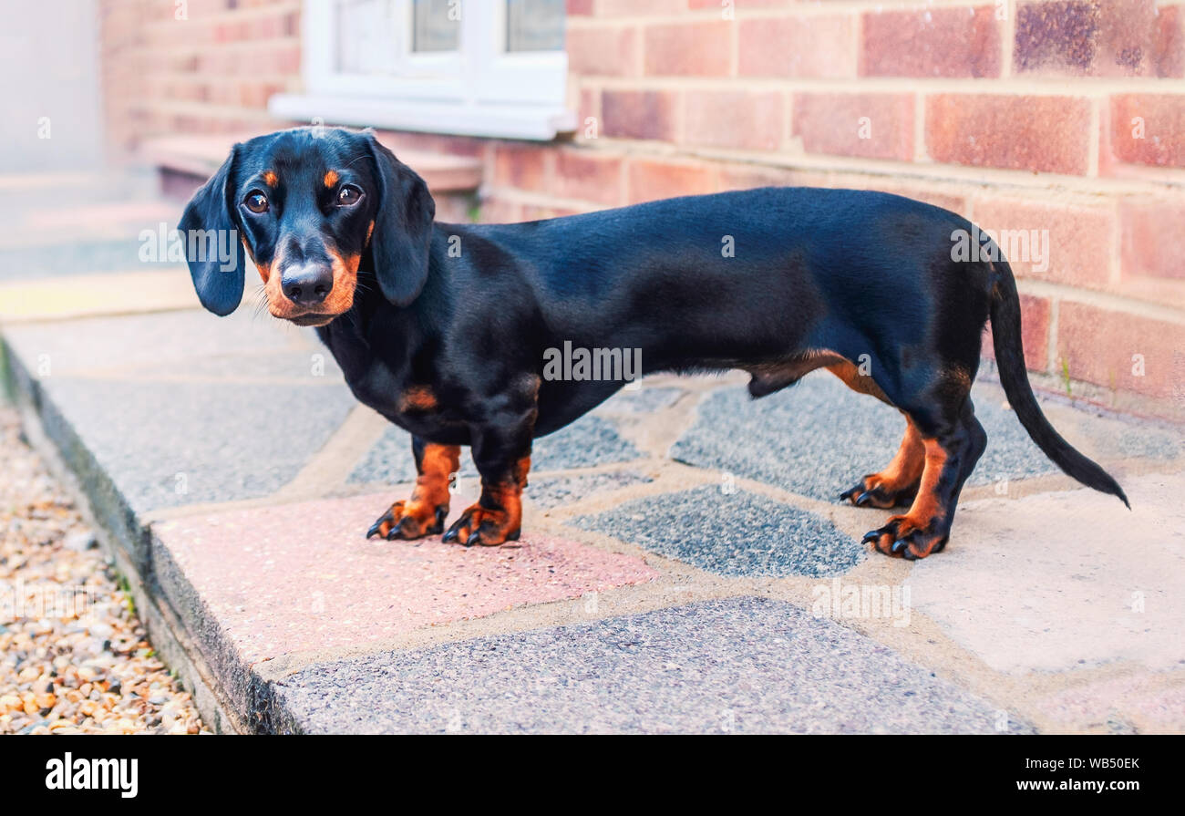 A puppy miniature dachshund, with short hair and a smooth, silky brown and  tan fur. He is standing in profile and looking directly at the camera. He i  Stock Photo - Alamy