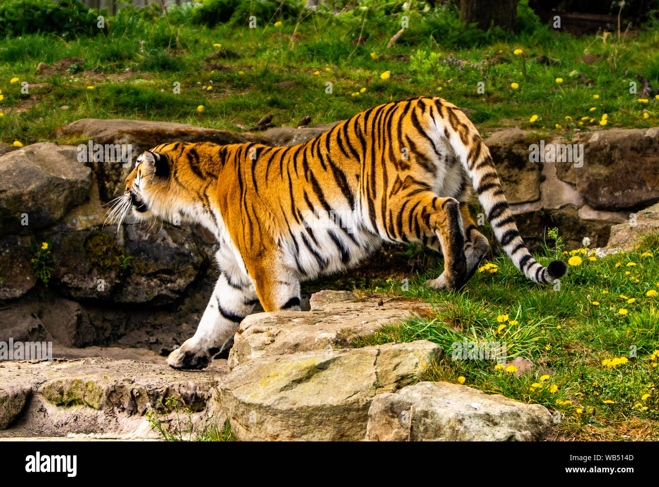 Yorkshire wildlife park tiger hi-res stock photography and images - Alamy