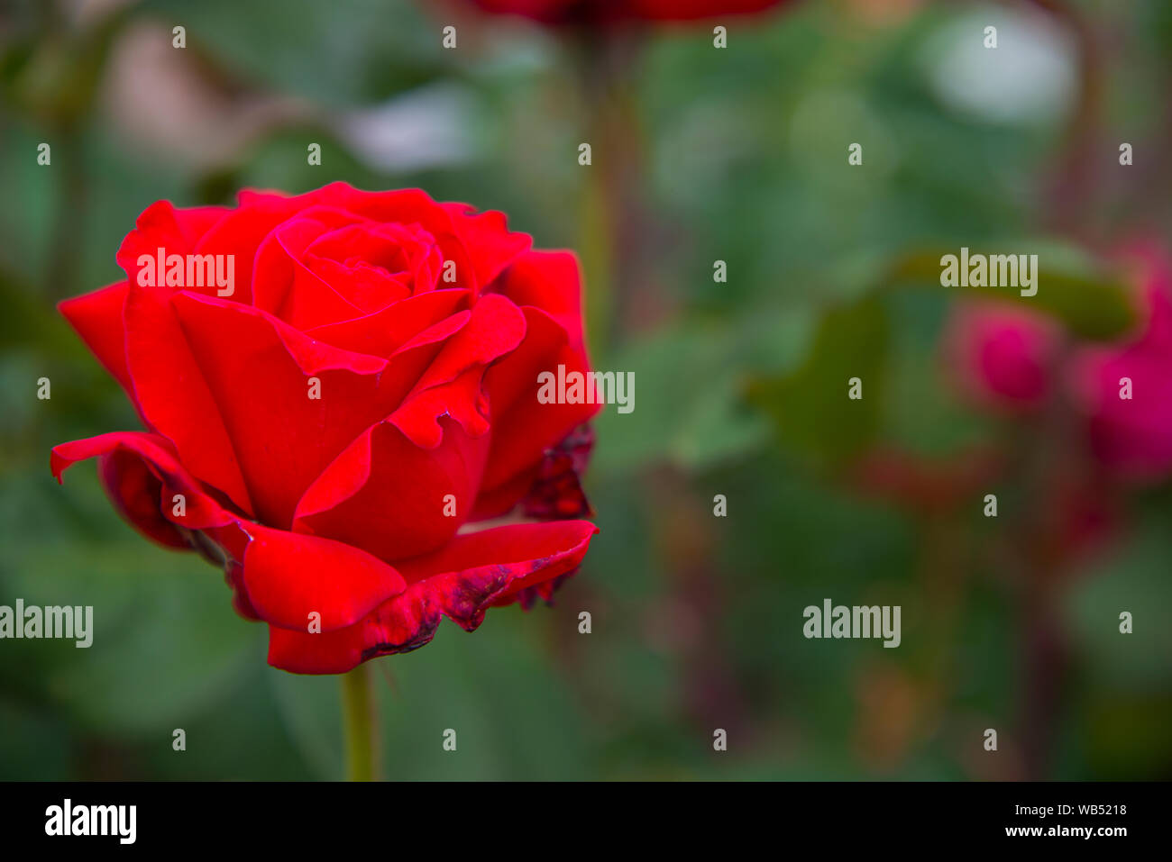 Withered red rose. Stock Photo