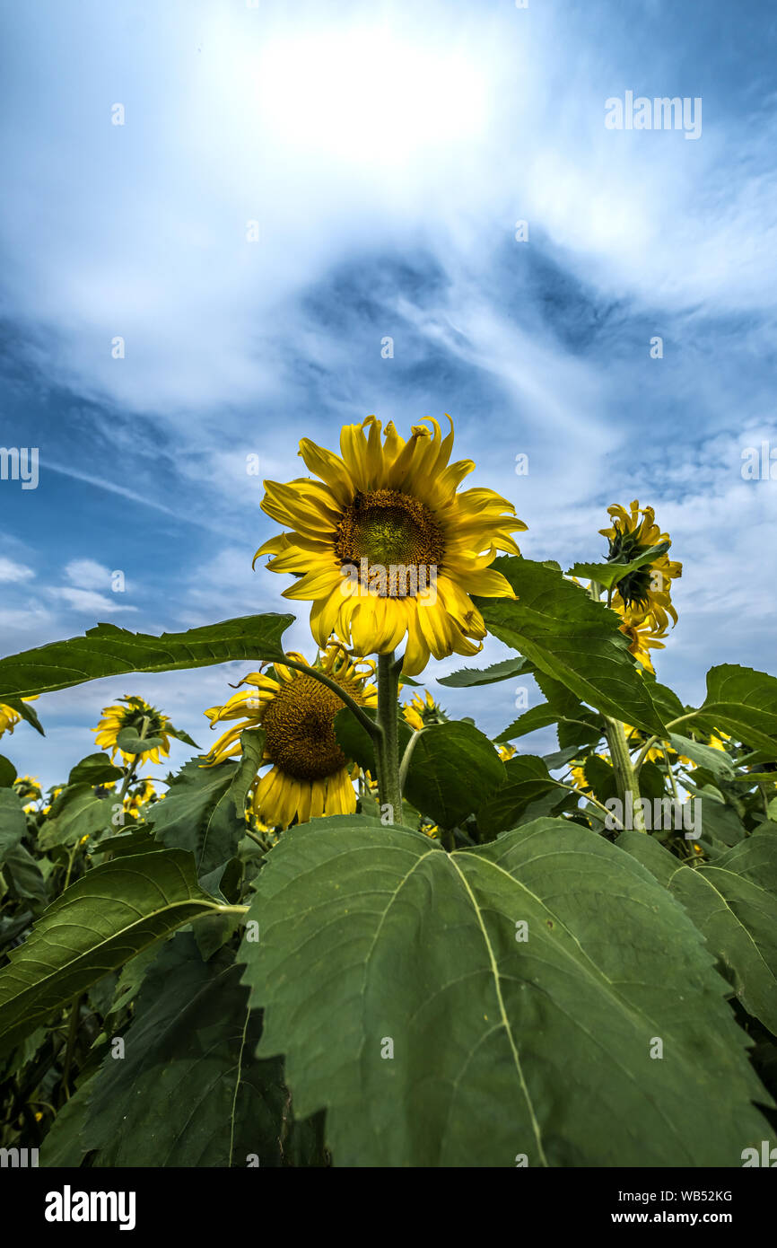 Sunflower Fields Portglenone Northern Ireland Stock Photo