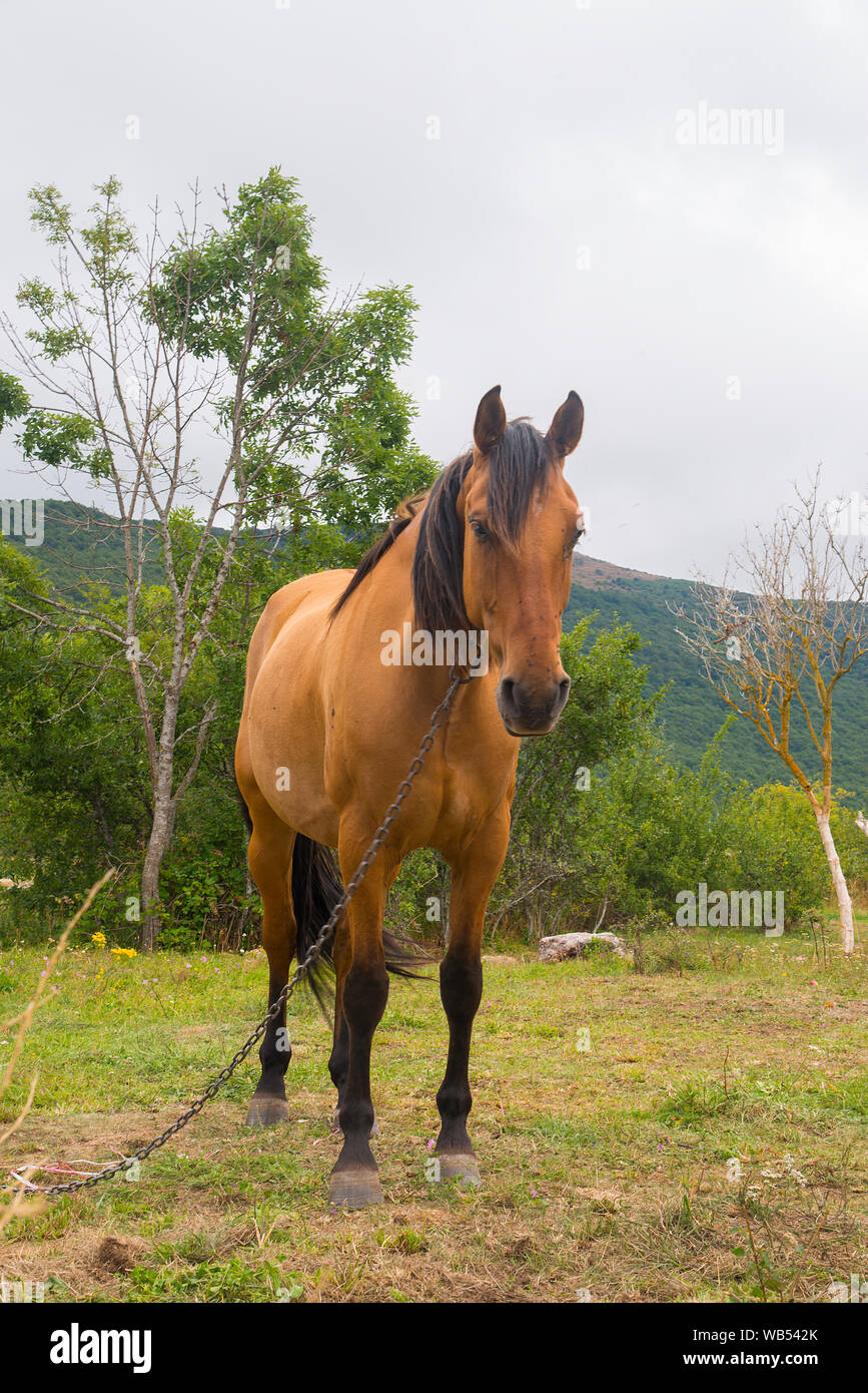 Sorrel horse. Stock Photo