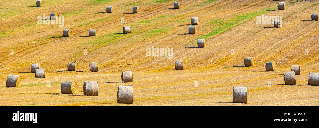 Oppach, Saxony, Germany, Harvested field dotted with straw bails Stock Photo
