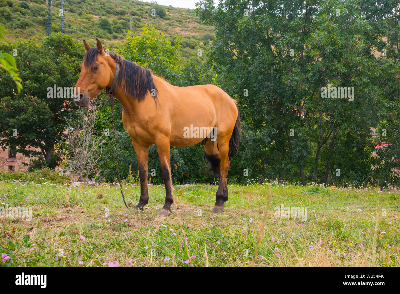 Sorrel horse. Stock Photo
