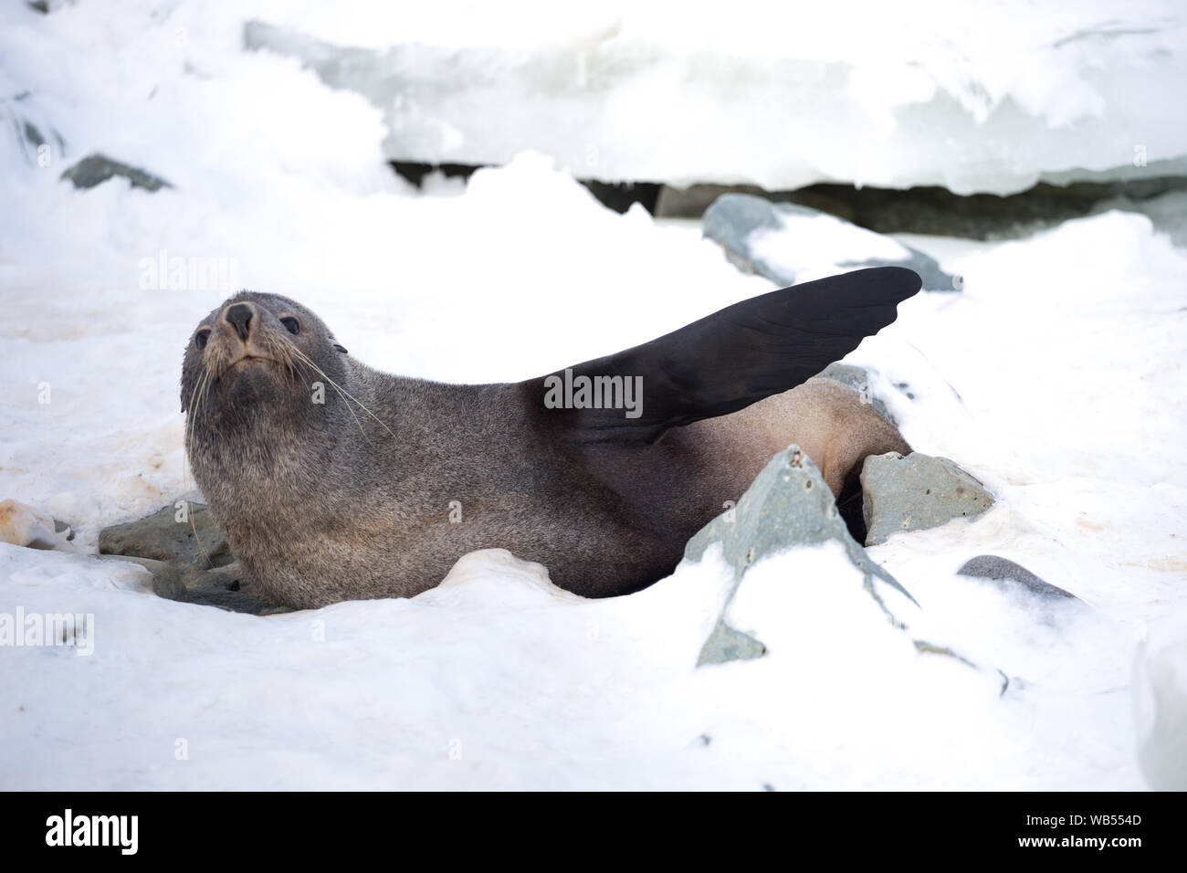 The Antarctic fur seal, sometimes called the Kerguelen fur seal, also known as Arctocephalus gazella sitting on the ice in Antarctic. Stock Photo