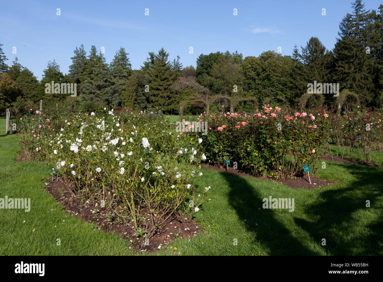 Elizabeth Park Rose Garden in Hartford, Connecticut Stock Photo Alamy