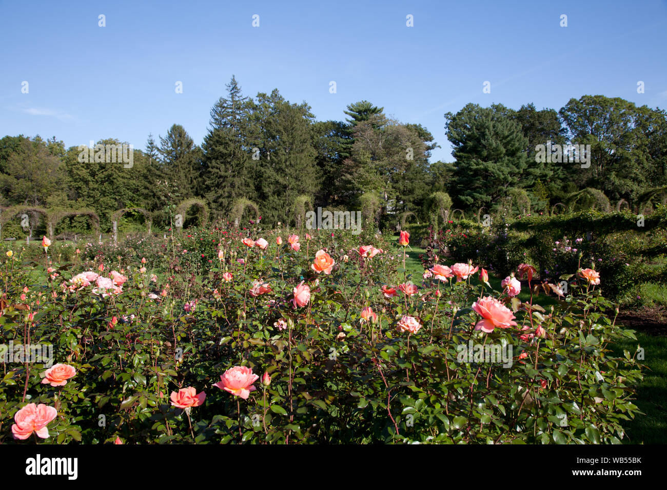 Elizabeth Park Rose Garden located in Hartford, Connecticut Stock Photo