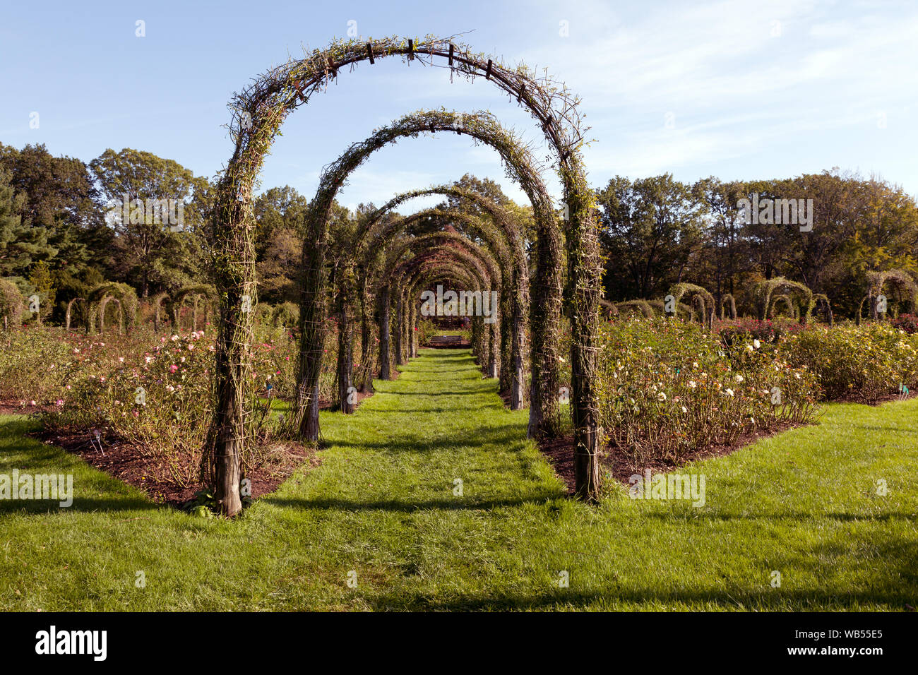 Elizabeth Park Rose Garden located in Hartford, Connecticut Stock Photo