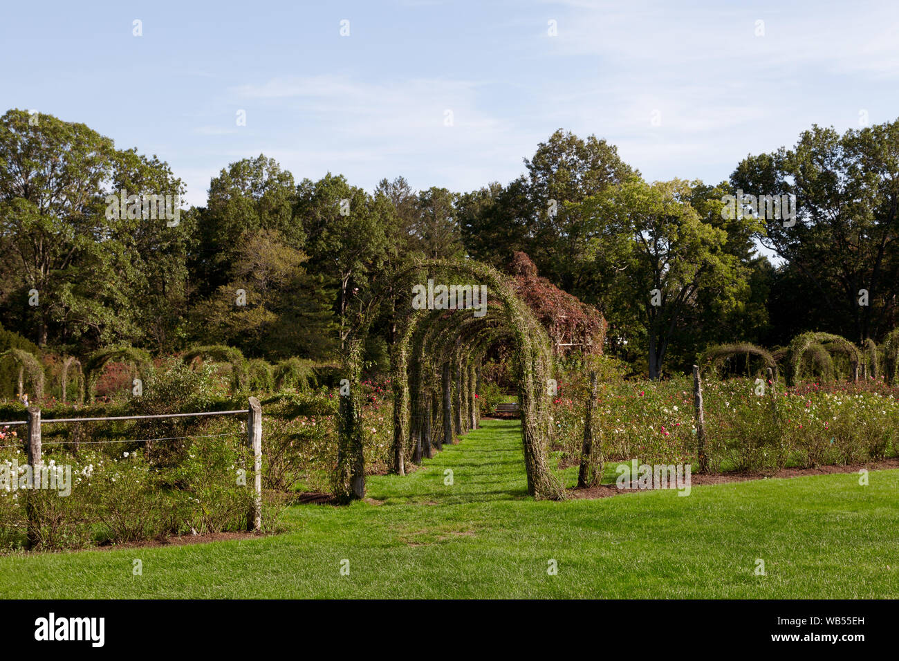 Elizabeth Park Rose Garden located in Hartford, Connecticut Stock Photo