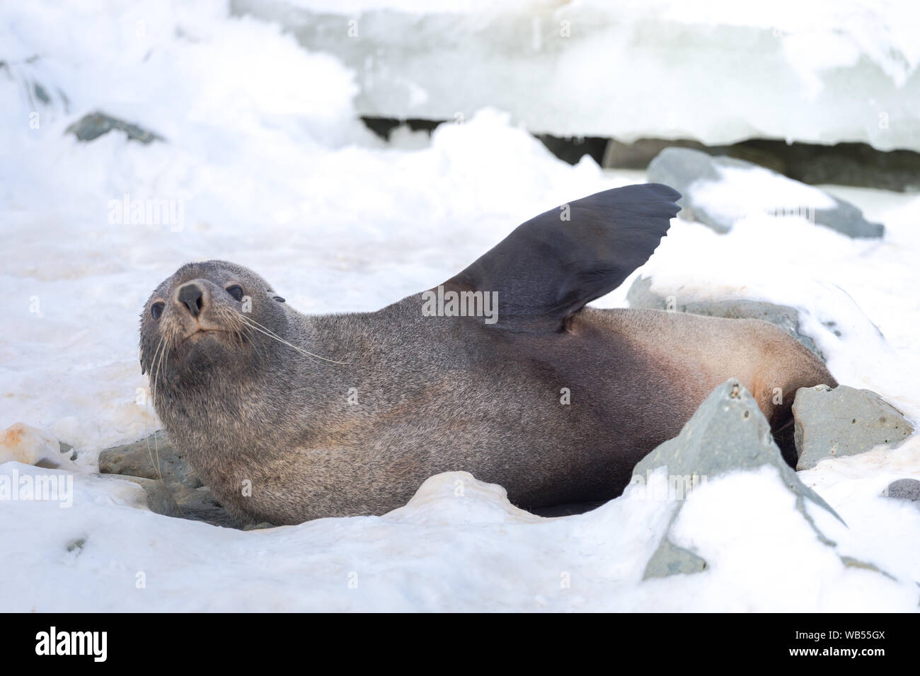 The Antarctic fur seal, sometimes called the Kerguelen fur seal, also known as Arctocephalus gazella sitting on the ice in Antarctic. Stock Photo